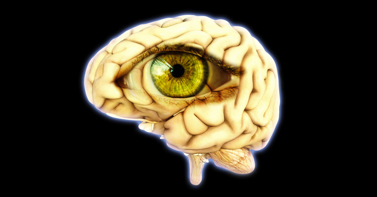 Brain eyes. Связь глаз и мозга.